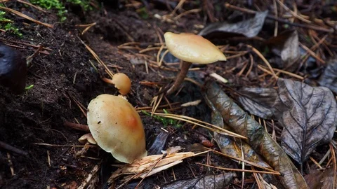 Mushrooms in the forest. View from above. Stock Footage 120253573
