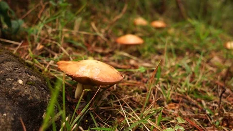 Mushrooms on grass being stepped Stock Footage 80660546