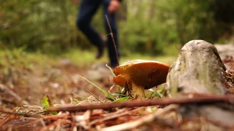 Mushrooms on grass being stepped. Human destroys nature Stock Footage 80675349