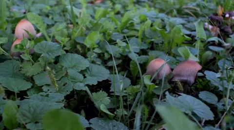 Mushrooms in Grass Stock Footage 42219243