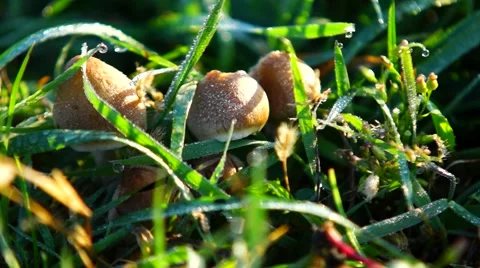 Mushrooms in the grass Stock Footage 53811113