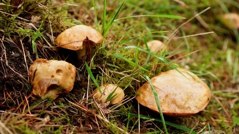 Mushrooms on grass Video stock 80660125