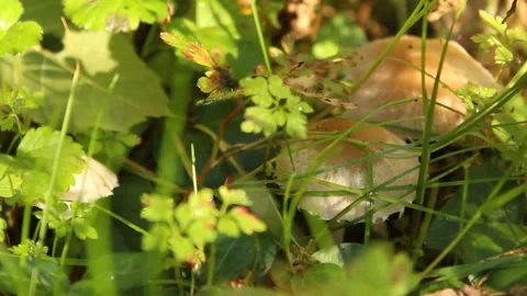 Mushrooms in grass Stock Footage 224954748