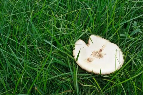 Mushrooms on the grass  Stock Photos