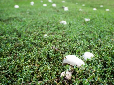 Mushrooms in the grass Stock Photos