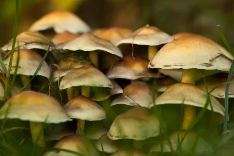 Mushrooms in grass Foto stock