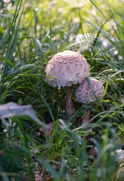 Mushrooms in grass Stock Photos