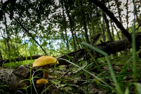 Mushrooms in the grass Stock Photos