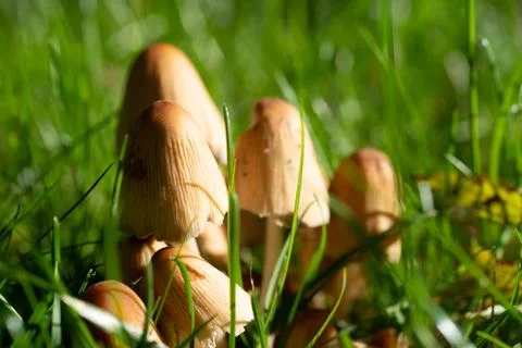 Mushrooms in the grass Foto stock