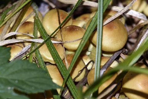 Mushrooms in the grass. Stock Photos