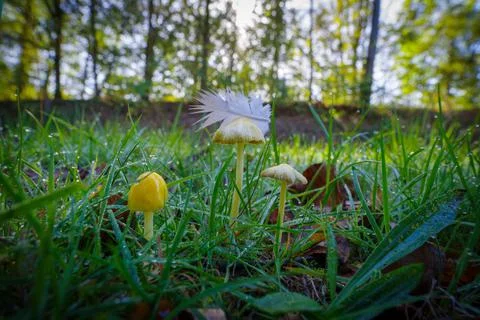 Mushrooms in the grass Stock Photos