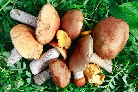 Mushrooms On Grass Stock Photos