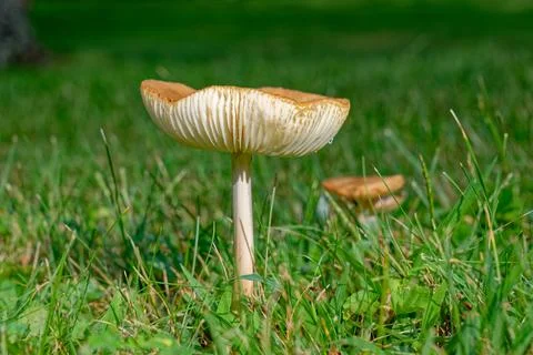 Mushrooms in the grass Stock Photos