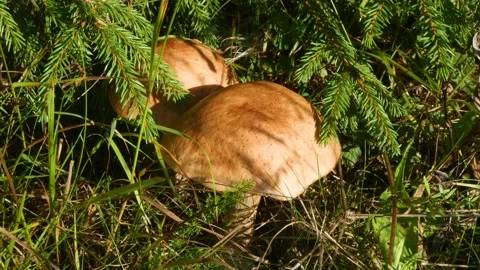Mushrooms in the grass under a spruce tree on a sunny day Stock Footage 159748240