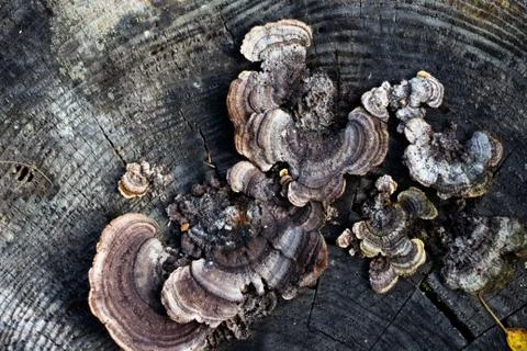 Mushrooms grebe to various forms on the old and rotten stumps in the forest Stock Photos