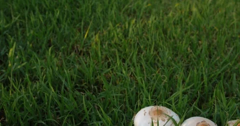 Mushrooms In Green Grass Stock Footage 110824015