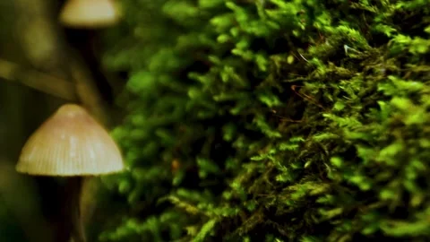 Mushrooms on green moss macro Stock Footage 340848129