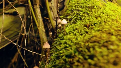 Mushrooms on green moss macro Stock Footage 343719481