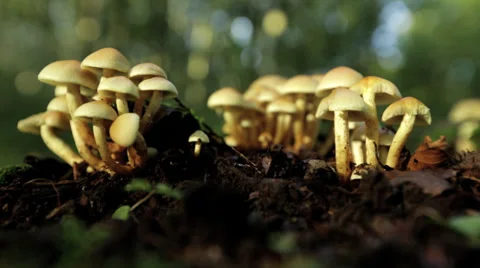 Mushrooms on the ground in the forest Stock Footage 36669222