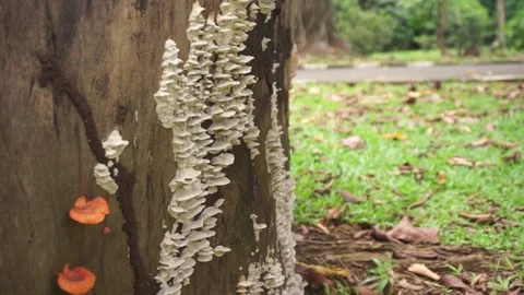 Mushrooms that grow from cut tree trunks Stock Footage 272909105