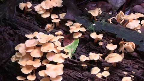 Mushrooms grow on dead log on amazon lowland rainforest undergrowth closeup Stock Footage 99524723