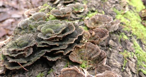 Mushrooms grow on a fallen tree. A huge number of mushrooms in the forest. 库存影片 169802456