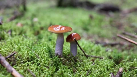 Mushrooms grow in the forest on moss Stock Footage 287932382