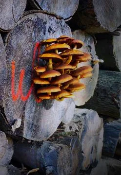 Mushrooms grow on a log near a stack of wood in a forest Stock Photos