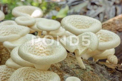 Mushrooms grow on timber Stock Photos