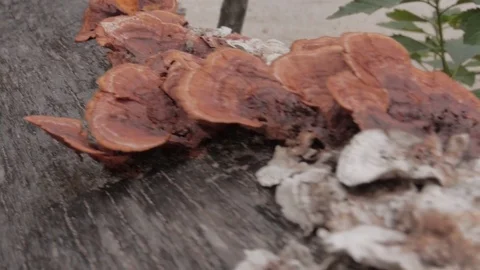 Mushrooms grow on a tree 動画素材 77527734
