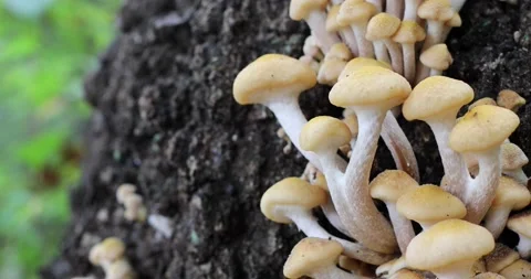Mushrooms grow on a tree Video stock 164124514