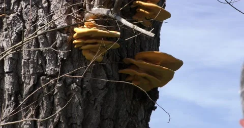 Mushrooms grow on the tree trunk Vídeos de archivo 161087092