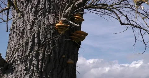 Mushrooms grow on the tree trunk Vídeos de archivo 161087388