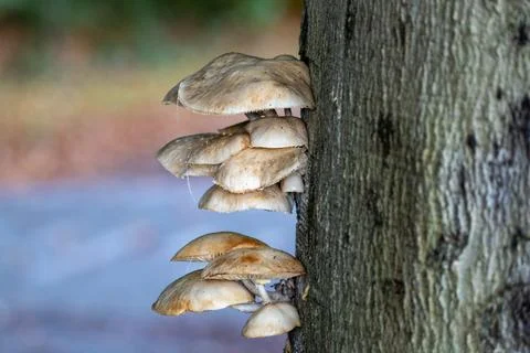 Mushrooms grow on a tree trunk Stock Photos