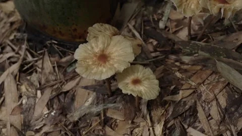 Mushrooms growing in a bamboo forest Vídeo Stock 334775828