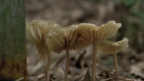 Mushrooms growing in a bamboo forest Stock Footage 334775833