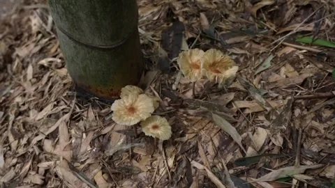 Mushrooms growing in a bamboo forest Stock Footage 334775846