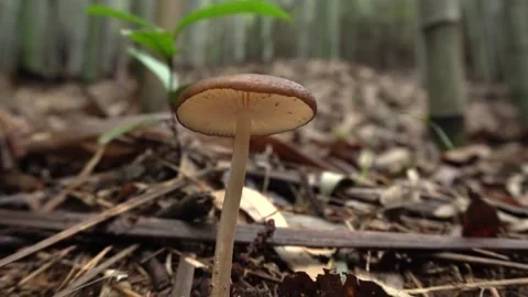 Mushrooms growing in a bamboo forest Stock Footage 334775848