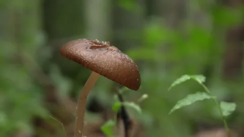 Mushrooms growing in a bamboo forest Stock Footage 334775853
