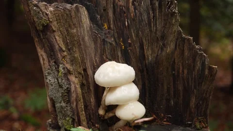 Mushrooms growing at the base of an old tree. Stock Footage 254522488