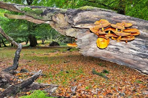 Mushrooms growing on beech tree Stock Photos