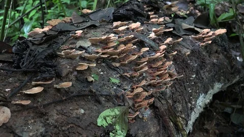 Mushrooms growing on dead log on amazon lowland rainforest undergrowth Stock Footage 98707247