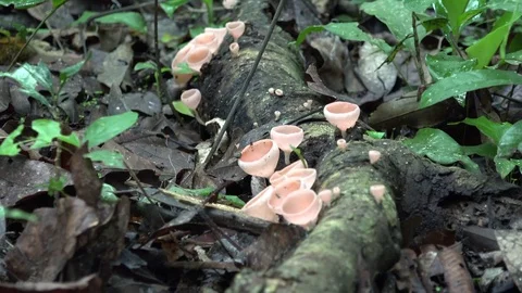 Mushrooms growing on dead log on amazon lowland rainforest undergrowth Stock Footage 99524730
