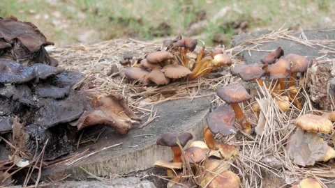 Mushrooms growing on a decaying tree stump surrounded by natural forest elements Stock Footage 308985779