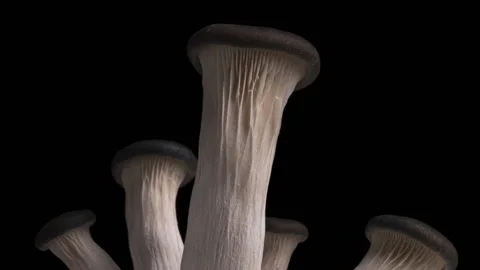 Mushrooms growing fast in macro time lapse Stock Footage 220884322