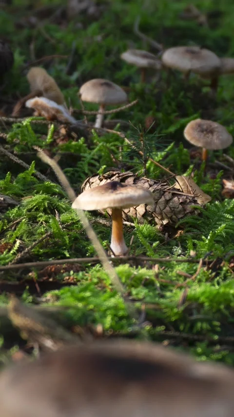 Mushrooms growing on the forest floor Stock Footage 233376917