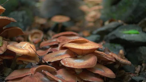 Mushrooms growing in the forest Stock Footage 242459577