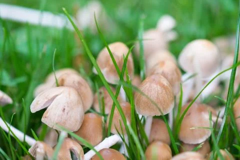 Mushrooms Growing in Grass Stock Photos