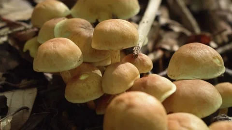 Mushrooms growing on a log Stock Footage 168389100