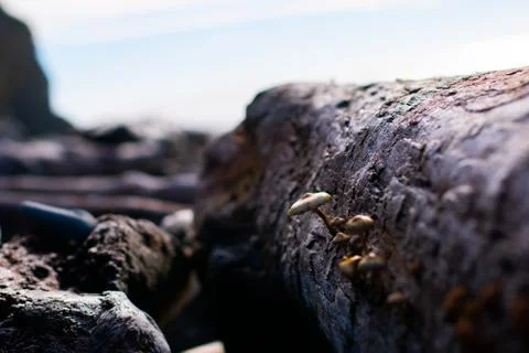 Mushrooms Growing on Log Stock Photos